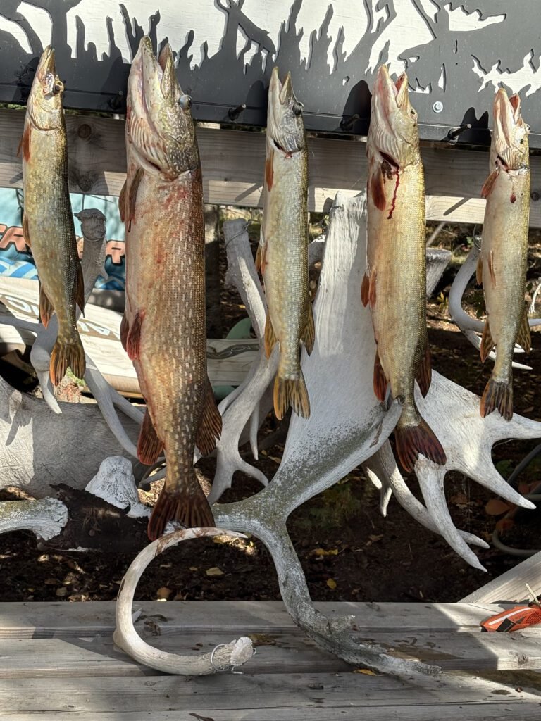 Fresh Fish Glenna